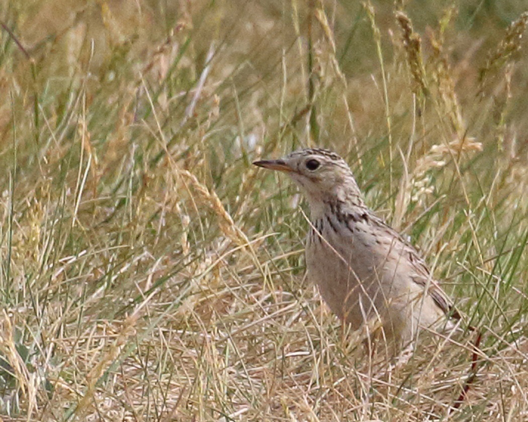 sprague's pipit